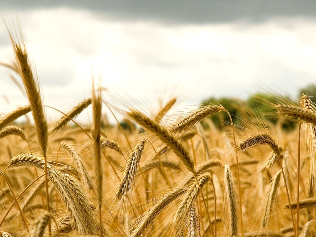 El rincón de fantasía: El campo de trigo